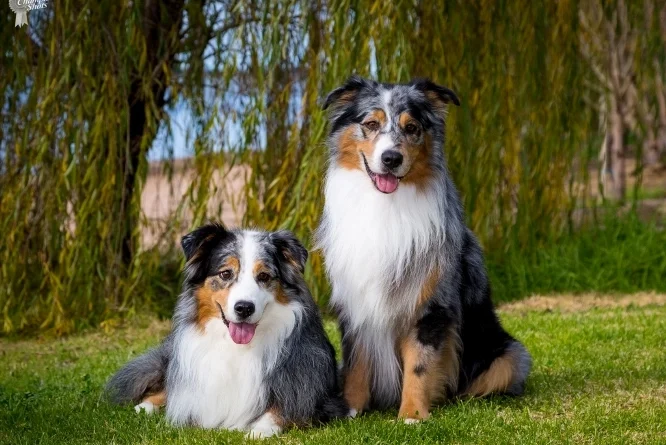 australian shepherd for sale