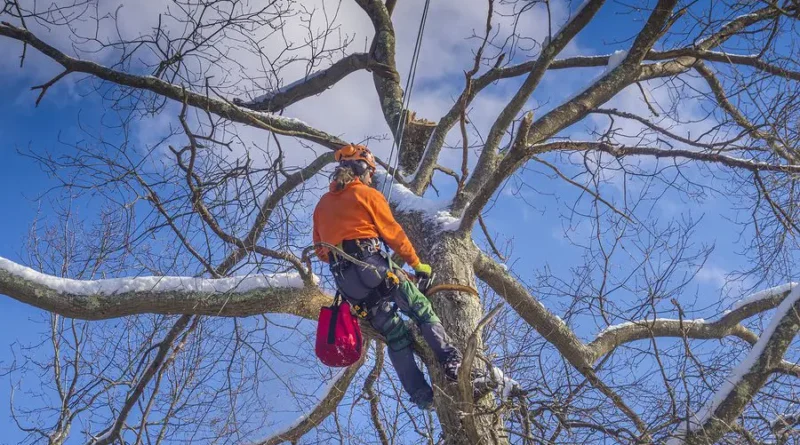 tree trimming sunshine coast