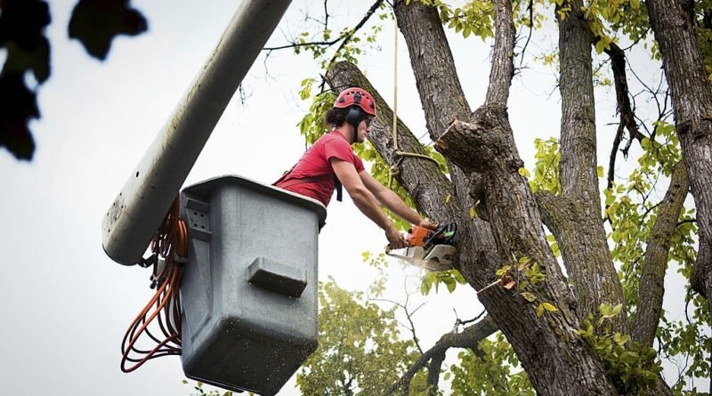 Arborist hobart