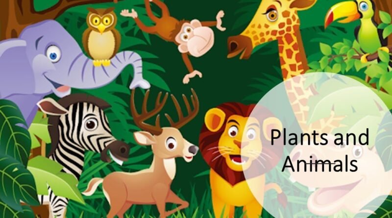 Plants and animals worksheet