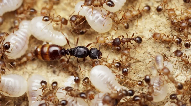 Queen ants and ant colonies